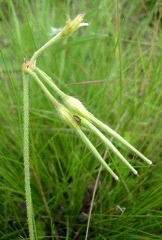 Pelargonium alchemilloides green fruit